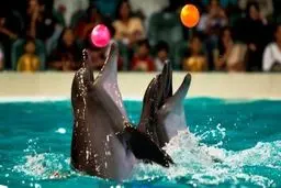  دلفیناریوم برج میلاد برای همیشه تعطیل شد 