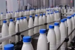 لبنیات گران می شود